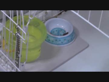 拾いねこ＠生後2269/2236日目　珪藻土マット