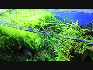 もはやストック水槽ではないアレの現状・その１１