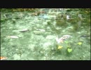 モネの池　20180923