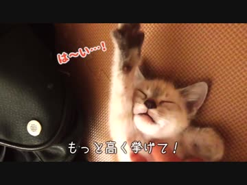 ゴロゴロ喉を鳴らして甘えまくる子猫【挙手するほど気持ちいい！？】