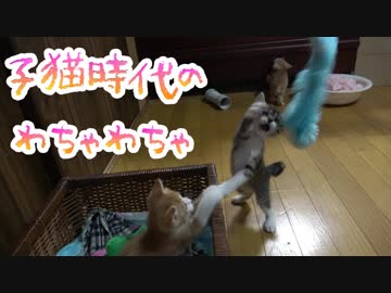 保護間もないころの保護猫にゃんず
