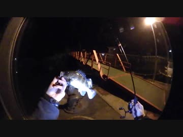 メバル「地震こわいです・・・」　青物「え？地震あったの？」