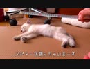 【子猫の体長測定】部屋のど真ん中で眠る子猫をメジャーで測ってみた！