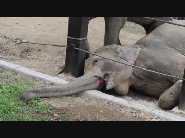 ものぐさな？アジアゾウ