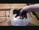 【生後000~003日】いせらのたいじゅうそくてい【蒼民家の猫々】