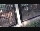 【正統派イケメンホワイトタイガー】MKRと夢の動物園