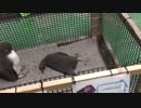 【ペンギンの妖精】MKRと夢の動物園