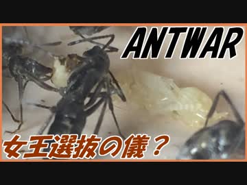 トゲオオハリアリの王位継承問題。