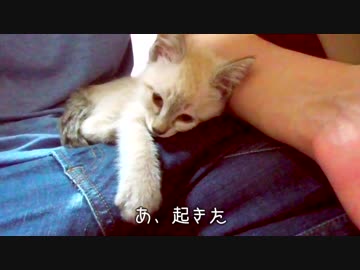 【癒し猫動画】膝の上でゴロゴロふみふみ眠る甘えん坊の子猫