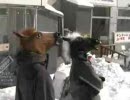 馬もやっぱりボードがしたいんです。