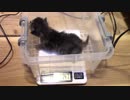 【生後004~005日】いせらのたいじゅうそくてい【蒼民家の猫々】