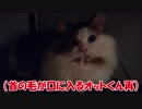 毛づくろいするオットくん