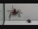 [閲覧注意!!] 再編集　トラートハンツマンスパイダー (タイ産アシダカグモ) にゴキブリを与えてみた。(Heteropoda sp.)
