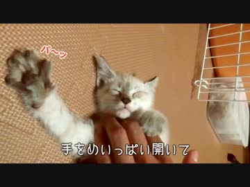 気持ちよすぎて阿波おどりを踊っちゃう子猫【エアーふみふみ】