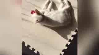 着いてきた子猫ちゃんとの生活【Part5】24日目