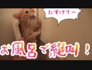 猫をお風呂に入れたら絶叫されてしまった。