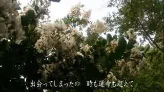 天上恋花（緑咲香澄）Aバージョン