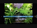 【60cmの】アクアテラリウム経過報告【大自然】