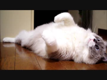 じゃらされの達人