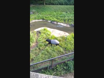 マレーバクがただ歩いて水浴びをする