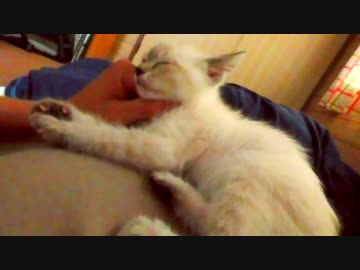 【朝からふみふみ】布団から出させてくれない子猫