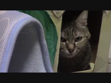 拾いねこ＠生後2273/2240日目　完全に息の根止められてしまったー