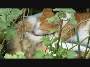 草むらの覗いたら野良猫がとんでもない状態になっていた