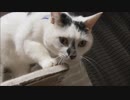 ぬこ動画