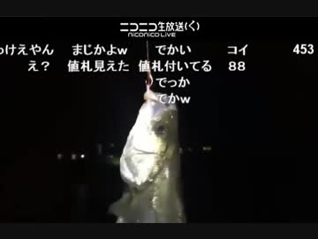 釣り　ブッコミ釣りでシーバンスを狙え！！