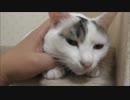 ニャ検切れにきづいて整備にだしたら元のニャン気筒エンジンに戻っていた件