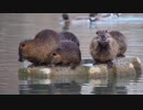 水辺の家族（武沢良亮）
