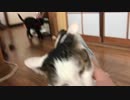 帰ってきたら猫が「おかえり」