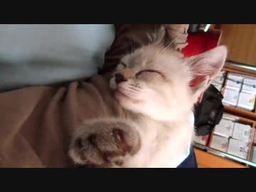 一人でも布団で行儀よく眠る子猫