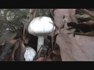 このキノコは何て言う名前ですか？マッシュルーム？③【テスト動画】