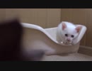 【 猫 】大きくなったけど実はまだ子猫　その62