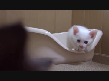 【 猫 】大きくなったけど実はまだ子猫　その62