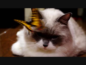 猫と蝶