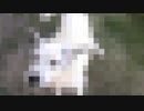 プラチナが飼ってる犬ディスコ