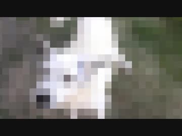 プラチナが飼ってる犬ディスコ