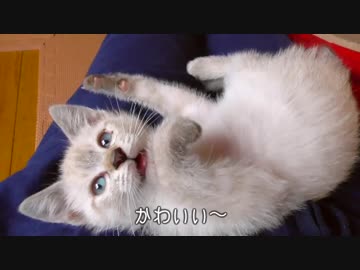 何度でも膝の上に乗ってくる青い瞳の子猫