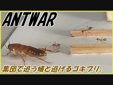 ツムギアリ警察と逃走するゴキブリ。