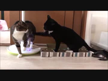 【こげつく】ちょっかい＆ちょっかい