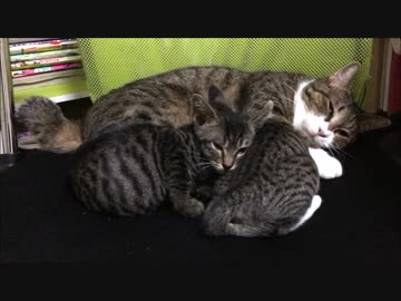 【こげつく】暖かい棒扱いとおっぱい!おっぱい!(ﾟ∀ﾟ)o彡゜