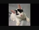 猫が音ハメしてみた