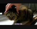 【猫】嫌がられたようです‥