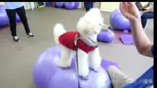 dogfitness②