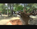 第38回 ❝奈良県❞~奈良の大仏様は尊かった~