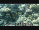【エジプト#10】ダハブでシュノーケリング【世界一周】