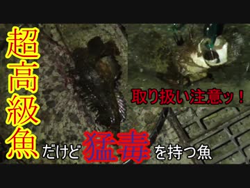 【広島爆釣伝説】超危険!!真夏の夜に現れた怖い魚=01