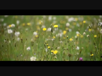 酸度一致/初音ミク